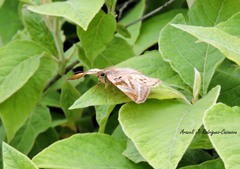 Doberes hewitsonius