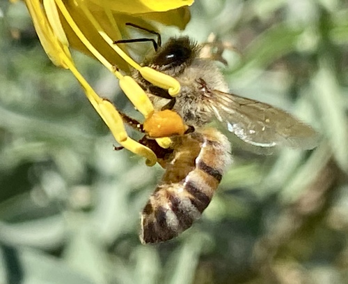 iNaturalist observation photo of Western Honey Bee
