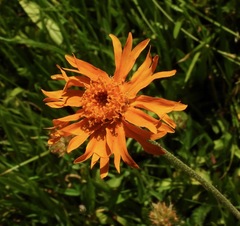 Raillardella pringlei