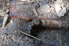 Solenopsis xyloni