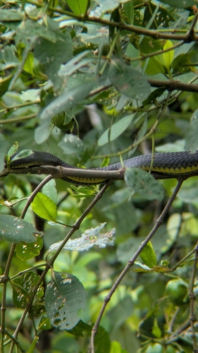Common Tree Snake sighting