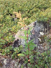 Koenigia alaskana