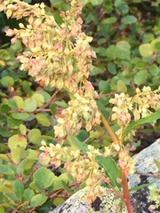 Koenigia alaskana