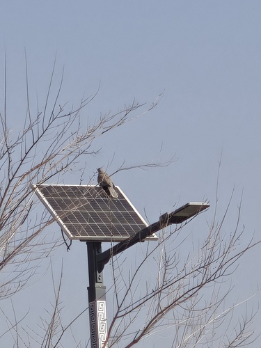 Eurasian Collared-Dove