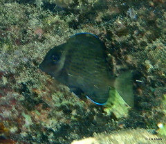 Acanthurus leucopareius
