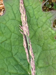 Arctagrostis latifolia