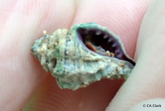 Murichorda fiscellum