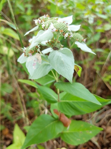 Pycnanthemum muticum