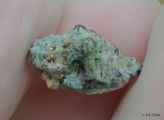 Murichorda fiscellum