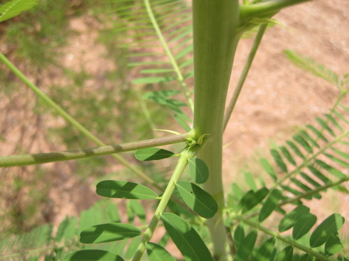 Sesbania herbacea