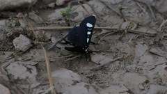 Alypiodes bimaculata