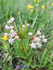 Asclepias mexicana