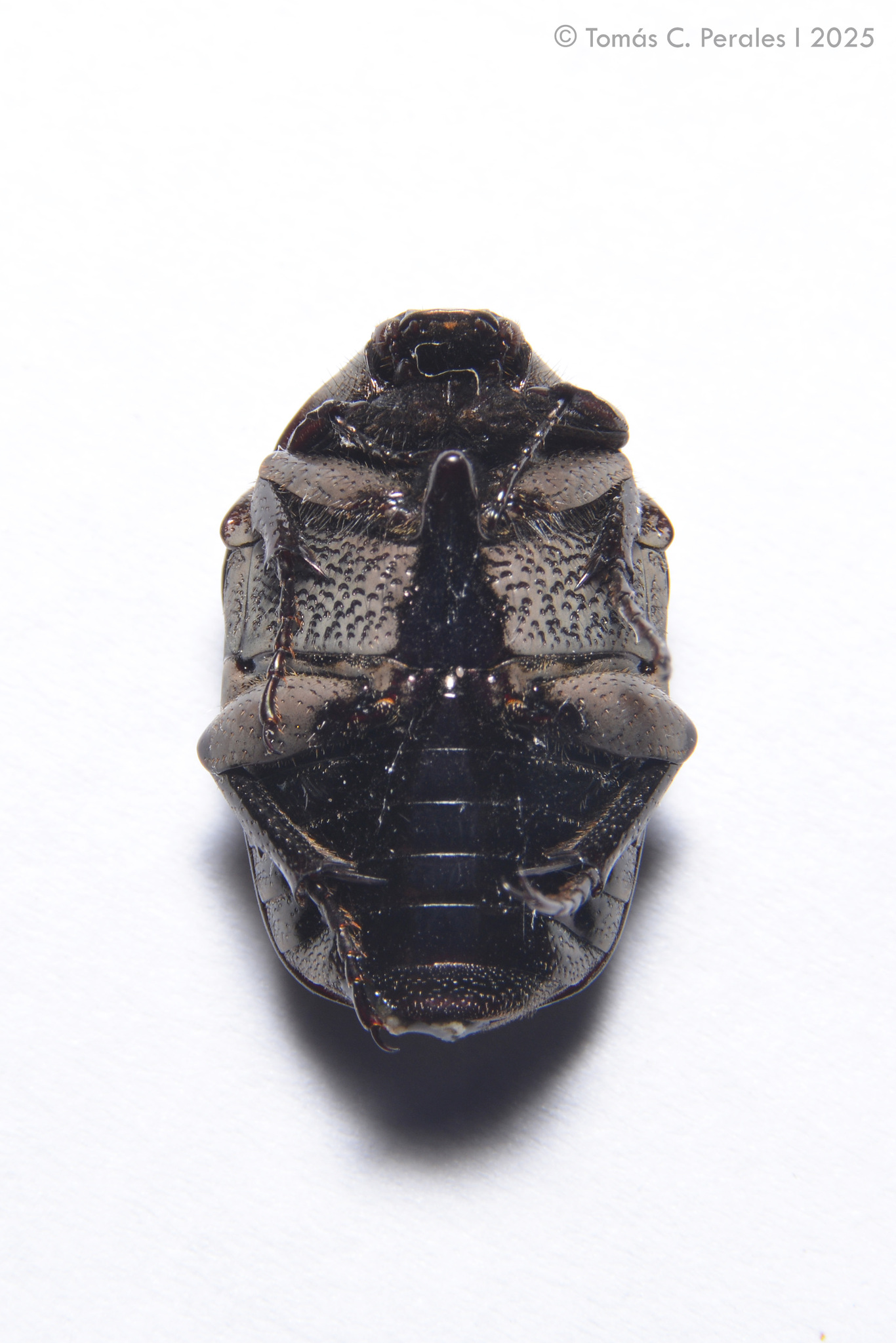 Gymnetis litigiosa · iNaturalist
