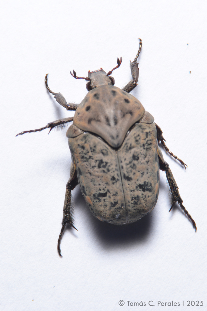 標本 Mexico Gymnetis s.p 23mm Gymnetis litigiosa · iNaturalist