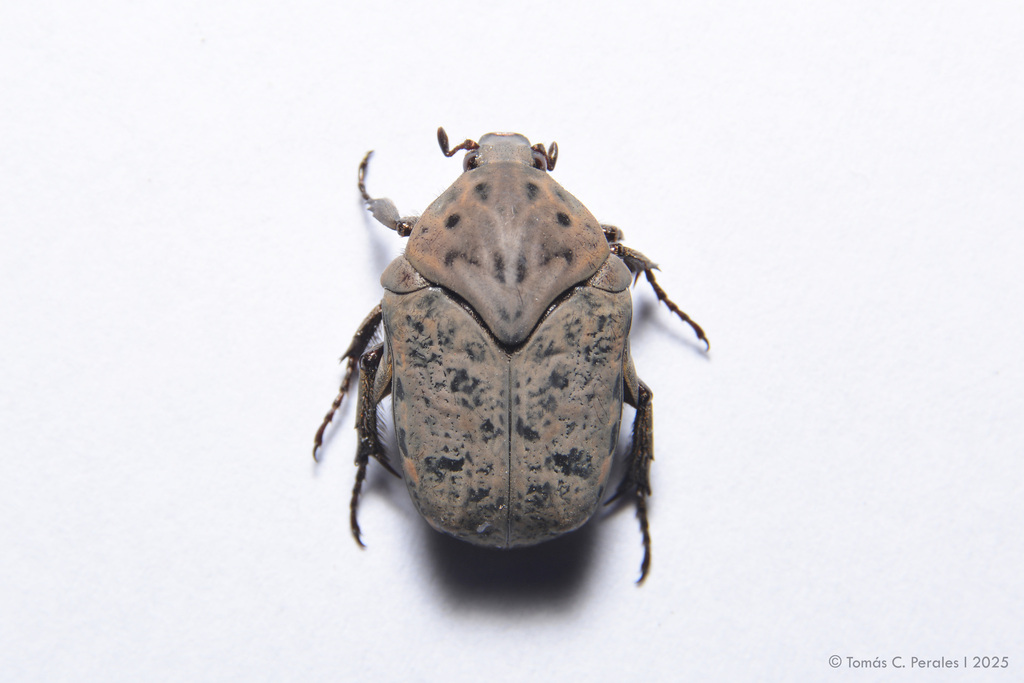 Gymnetis litigiosa · iNaturalist