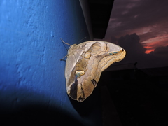 Eryphanis