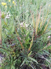 Asclepias mexicana
