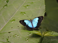 Lymanopoda caeruleata