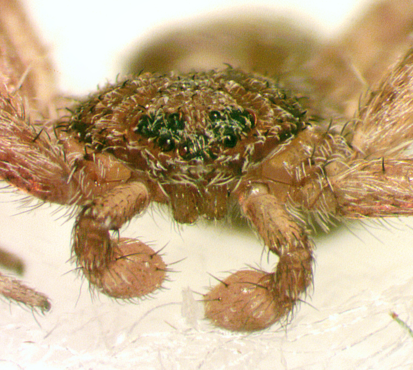 Philodromus validus