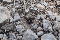 Megachile parietina
