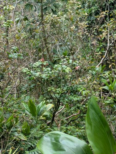 Maua (Xylosma hawaiensis)