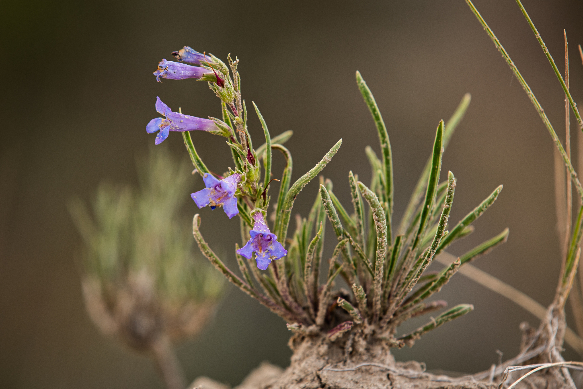 Penstemon penlandii
