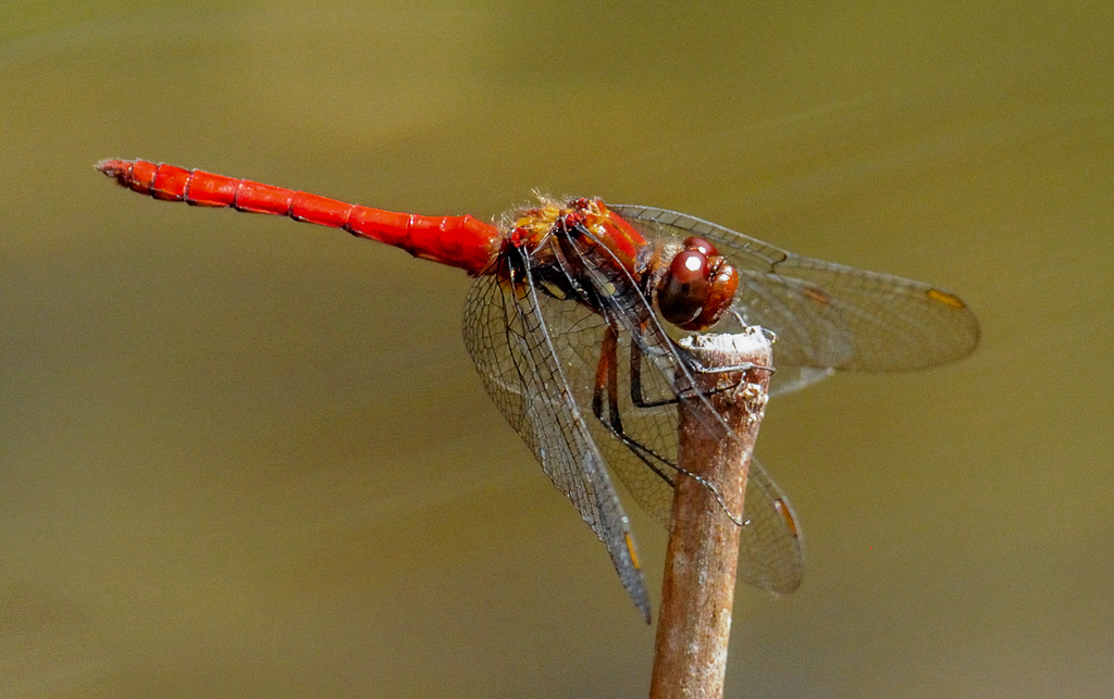 Talamanca Meadowhawk