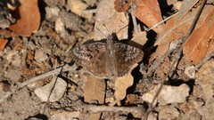 Erynnis meridianus