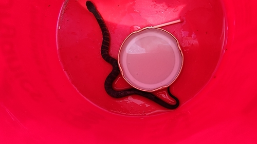 Tiger Snake sighting