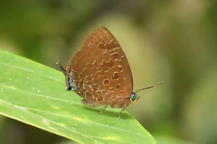 Arhopala eumolphus maxwelli