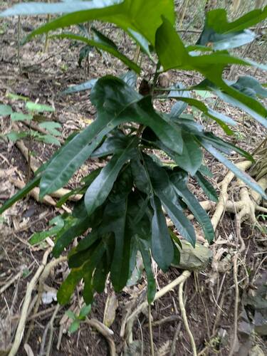 Codiaeum variegatum observed 2025-02-21