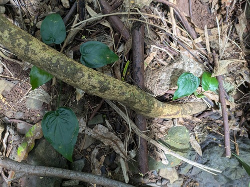 Alocasia cucullata