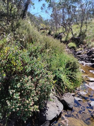 Image of Pimelea ligustrina by (c) plantlookymagee, some rights reserved (CC BY)