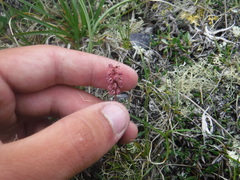 Tofieldia coccinea