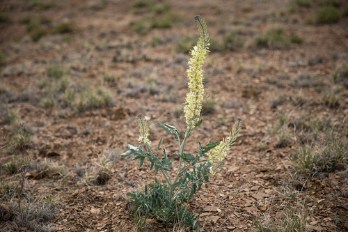white princesplume (Stanleya albescens)