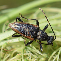 Brachyleptura brevis
