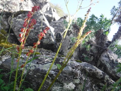 Aculepeira carbonarioides