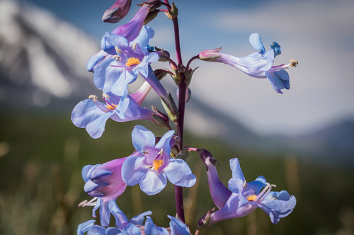 Harrington's beardtongue (Penstemon harringtonii)