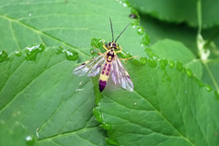 Tenthredo verticalis