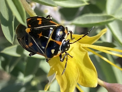 iNaturalist observation photo of Harlequin Bug