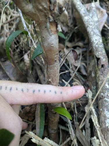 Eugenia reinwardtiana observed 2025-02-24