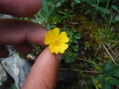 Potentilla gelida