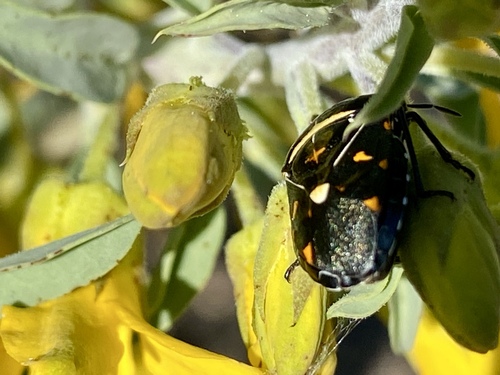 iNaturalist observation photo of Harlequin Bug