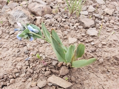Mertensia oblongifolia