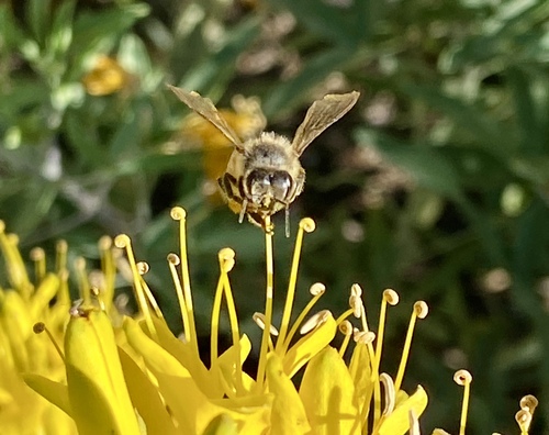 iNaturalist observation photo of Western Honey Bee