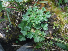 Potentilla gelida