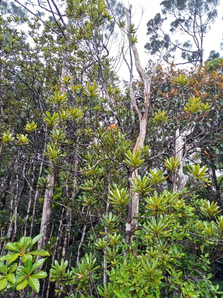 Pleioluma azou