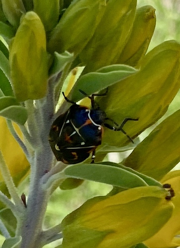 iNaturalist observation photo of Harlequin Bug