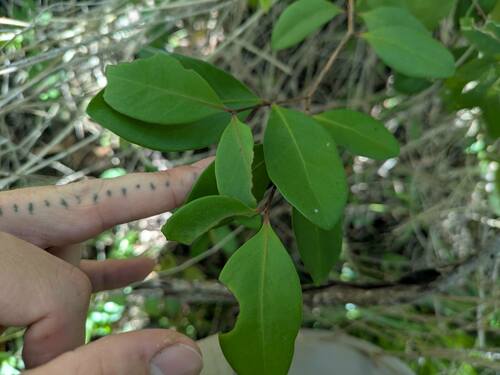 Eugenia reinwardtiana observed 2025-02-24
