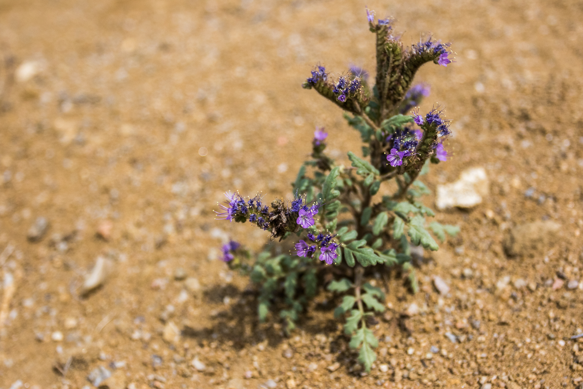Phacelia formosula